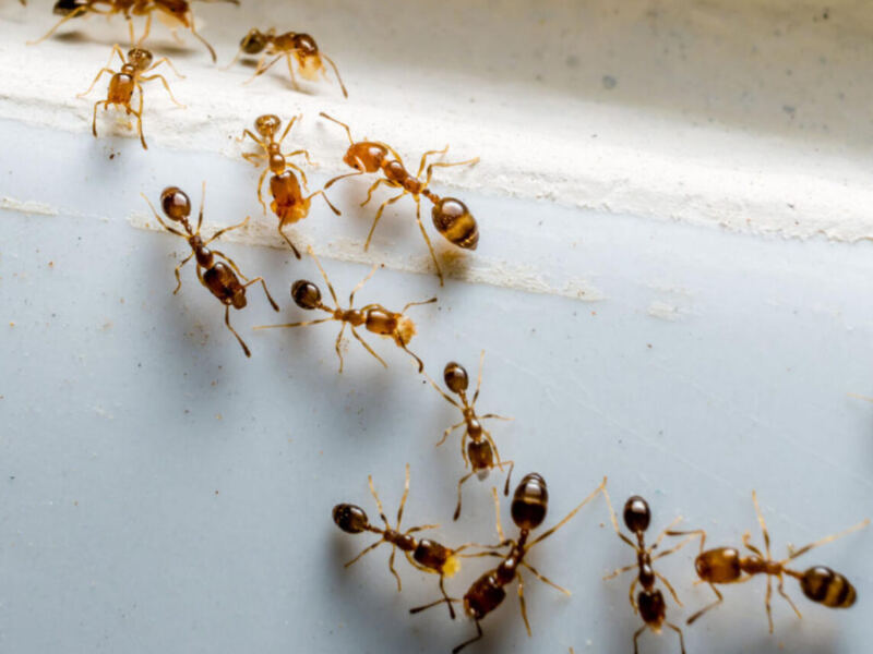 Муравьи на кухне